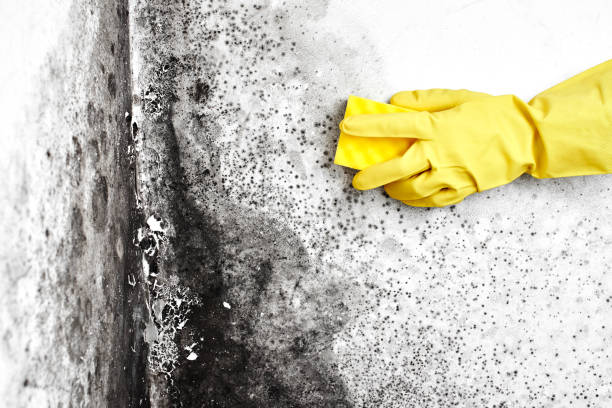 Best Industrial Mold Remediation  in Wilkshire Hills, OH