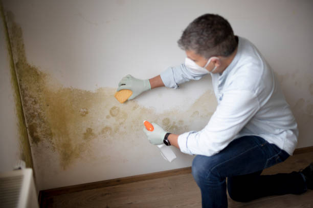 Best Real Estate Mold Inspection  in Wilkshire Hills, OH