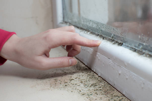 Professional Mold Removal in Wilkshire Hills, OH